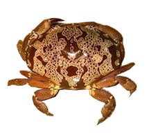 ŃKj