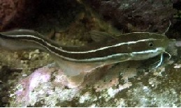 SYC