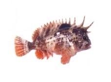Pl