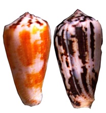 CKC