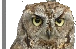 フクロウの十三くん