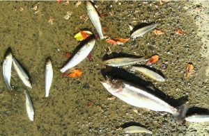 釣った魚（ニジマスが１匹ハヤが数匹）の画像